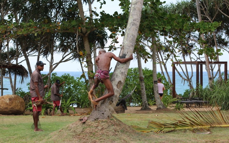 Sri Lanka Coconut Picking